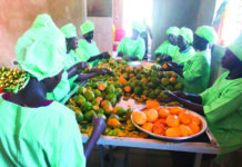 Commerce extérieur: la mangue bio hisse le Burkina à l’international