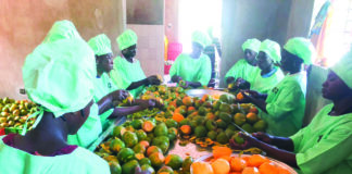 Commerce extérieur: la mangue bio hisse le Burkina à l’international