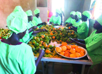 Commerce extérieur: la mangue bio hisse le Burkina à l’international