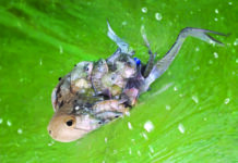 Pisciculture et transformation du poisson: Adèle Djiry et Dabouonibé Somé forcent l’adminiration dans le Djôrô