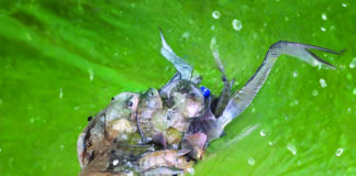 Pisciculture et transformation du poisson: Adèle Djiry et Dabouonibé Somé forcent l’adminiration dans le Djôrô