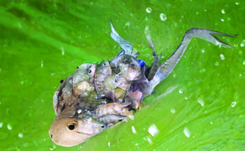 Pisciculture et transformation du poisson: Adèle Djiry et Dabouonibé Somé forcent l’adminiration dans le Djôrô