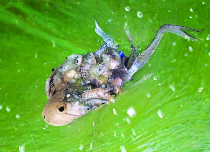 Ph1- De superbes spécimens de tilapias tout juste sortis des bassins de la ferme piscicole « Faso démè », à Bâtié_png - copie
