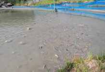 Pisciculture et transformation du poisson: Adèle Djiry et Dabouonibé Somé forcent l’adminiration dans le Djôrô Des poissons dans un étang de la ferme piscicole « Faso démè », à Bâtié.