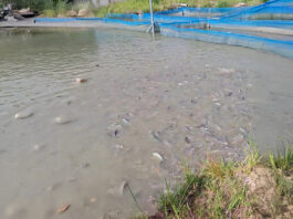 Pisciculture et transformation du poisson: Adèle Djiry et Dabouonibé Somé forcent l’admiration dans le Djôrô Des poissons dans un étang de la ferme piscicole « Faso démè », à Bâtié.
