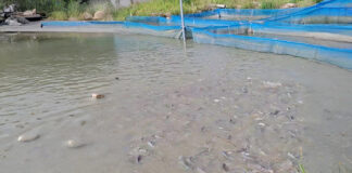Pisciculture et transformation du poisson: Adèle Djiry et Dabouonibé Somé forcent l’adminiration dans le Djôrô Des poissons dans un étang de la ferme piscicole « Faso démè », à Bâtié.
