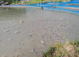 Pisciculture et transformation du poisson: Adèle Djiry et Dabouonibé Somé forcent l’adminiration dans le Djôrô Des poissons dans un étang de la ferme piscicole « Faso démè », à Bâtié.