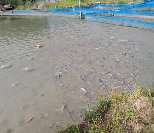 Pisciculture et transformation du poisson: Adèle Djiry et Dabouonibé Somé forcent l’adminiration dans le Djôrô Des poissons dans un étang de la ferme piscicole « Faso démè », à Bâtié.