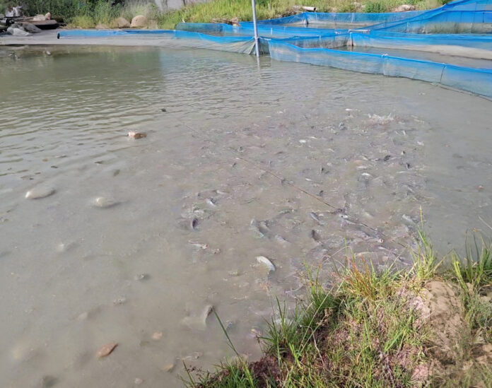 Des poissons dans un étang de la ferme piscicole « Faso démè », à Bâtié.