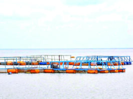 Pisciculture en cage flottante à Bagré : plongée dans les eaux poissonneuses de la souveraineté alimentaire