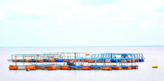 Pisciculture en cage flottante à Bagré : plongée dans les eaux poissonneuses de la souveraineté alimentaire