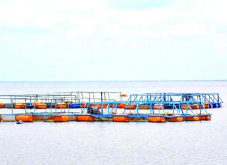 Pisciculture en cage flottante à Bagré : plongée dans les eaux poissonneuses de la souveraineté alimentaire