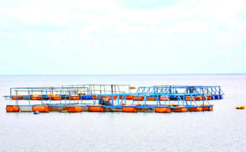 Pisciculture en cage flottante à Bagré : plongée dans les eaux poissonneuses de la souveraineté alimentaire
