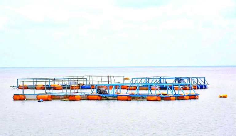 Pisciculture en cage flottante à Bagré : plongée dans les eaux poissonneuses de la souveraineté alimentaire