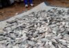 Pisciculture en cage flottante dans le Boulgou : « Wosso Gota » de Zonsé célèbre sa première récolte de plus de 2,5 tonnes de poissons