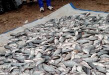 Pisciculture en cage flottante dans le Boulgou : « Wosso Gota » de Zonsé célèbre sa première récolte de plus de 2,5 tonnes de poissons