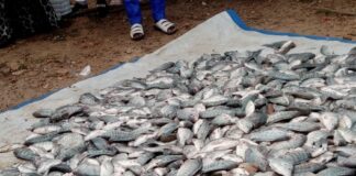 Pisciculture en cage flottante dans le Boulgou : « Wosso Gota » de Zonsé célèbre sa première récolte de plus de 2,5 tonnes de poissons