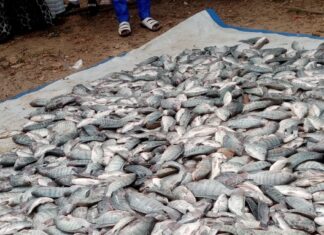 Pisciculture en cage flottante dans le Boulgou : « Wosso Gota » de Zonsé célèbre sa première récolte de plus de 2,5 tonnes de poissons