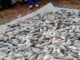 Pisciculture en cage flottante dans le Boulgou : « Wosso Gota » de Zonsé célèbre sa première récolte de plus de 2,5 tonnes de poissons