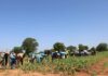 Commune de Mané : une campagne agricole prometteuse
