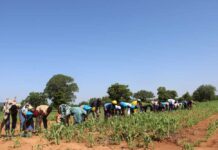 Commune de Mané : une campagne agricole prometteuse