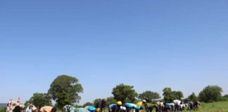 Commune de Mané : une campagne agricole prometteuse