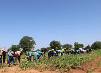 Commune de Mané : une campagne agricole prometteuse