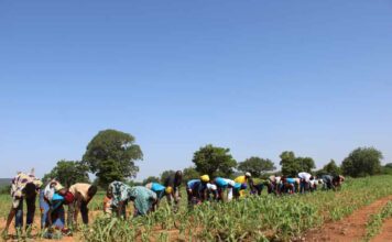 Commune de Mané : une campagne agricole prometteuse