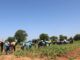 Commune de Mané : une campagne agricole prometteuse