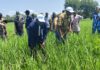 Campagne agricole : Le directeur régional de l’agriculture de Bankui visite un bas-fond rizicole