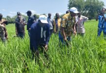 Campagne agricole : le directeur régional de l’agriculture de Boucle du Mouhoun (Bankui) visite un bas-fond rizicole
