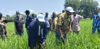 Campagne agricole : Le directeur régional de l’agriculture de Bankui visite un bas-fond rizicole