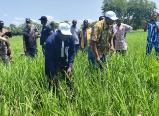 Campagne agricole : Le directeur régional de l’agriculture de Bankui visite un bas-fond rizicole