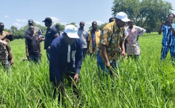 Campagne agricole : Le directeur régional de l’agriculture de Bankui visite un bas-fond rizicole