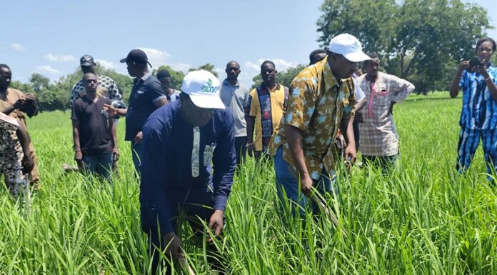 Campagne agricole : Le directeur régional de l’agriculture de Bankui visite un bas-fond rizicole