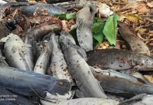 Mortalité de poissons dans le marigot Houet : les autorités appellent à la vigilance
