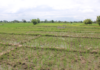 Campagne agricole humide dans le Nazinon : environ 340 000 tonnes de céréales attendues