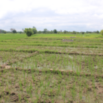 Campagne agricole humide dans le Nazinon : environ 340 000 tonnes de céréales attendues
