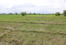Campagne agricole humide dans le Nazinon : environ 340 000 tonnes de céréales attendues