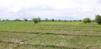 Campagne agricole humide dans le Nazinon : environ 340 000 tonnes de céréales attendues