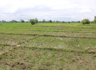 Campagne agricole humide dans le Nazinon : environ 340 000 tonnes de céréales attendues