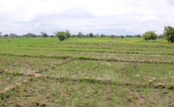 Campagne agricole humide dans le Nazinon : environ 340 000 tonnes de céréales attendues