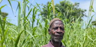 Campagne agricole humide : 291 116 tonnes de céréales attendues dans l’Oubri