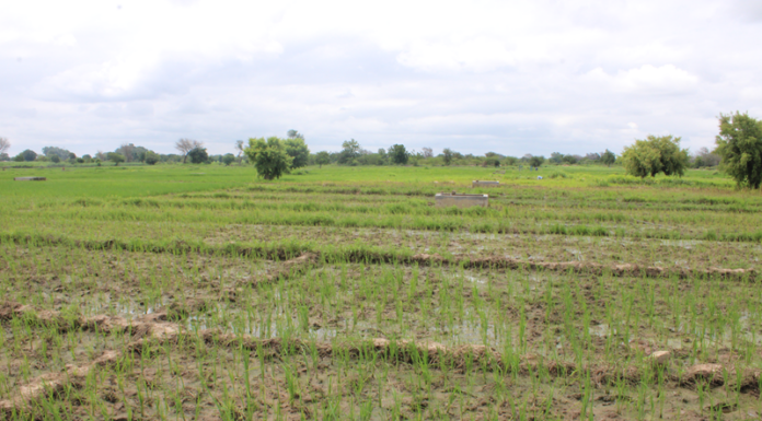Campagne agricole humide dans le Nazinon : environ 340 000 tonnes de céréales attendues