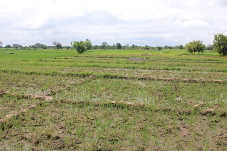 Campagne agricole humide dans le Nazinon : environ 340 000 tonnes de céréales attendues