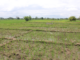 Campagne agricole humide dans le Nazinon : environ 340 000 tonnes de céréales attendues