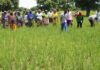 Campagne agricole humide 2026 : plus de 332 000 tonnes de céréales attendues dans le Yaadga