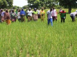 Campagne agricole humide 2026 : plus de 332 000 tonnes de céréales attendues dans le Yaadga