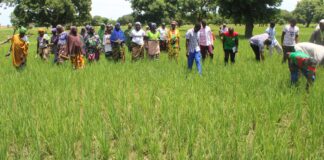 Campagne agricole humide 2026 : plus de 332 000 tonnes de céréales attendues dans le Yaadga