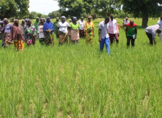 Campagne agricole humide 2026 : plus de 332 000 tonnes de céréales attendues dans le Yaadga